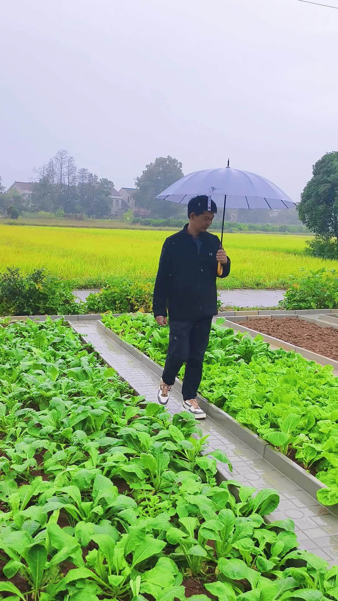 新农村菜地,下雨天进出干干净净,干净舒适 菜沟板 农村菜园设计 我的田园生活 自家菜园的新