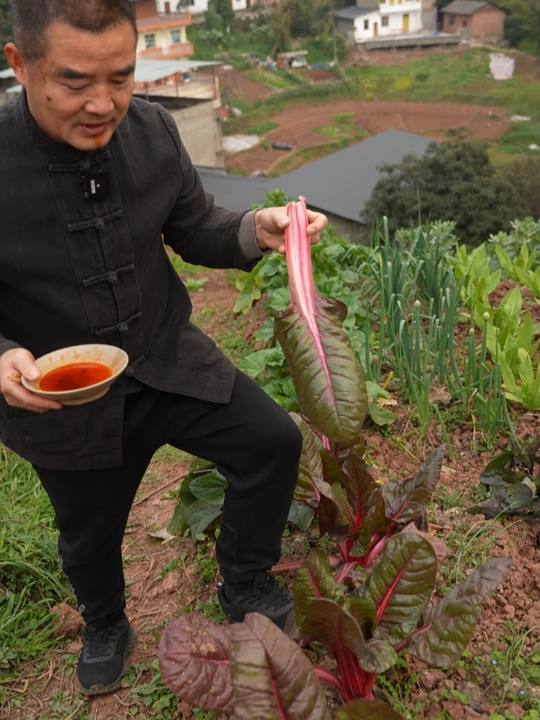 这红牛皮菜居然又脆又甜，巴适得很