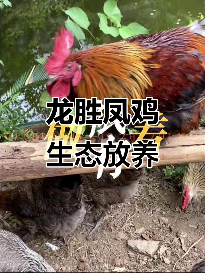 龙胜凤鸡：生态放养的土鸡新品种