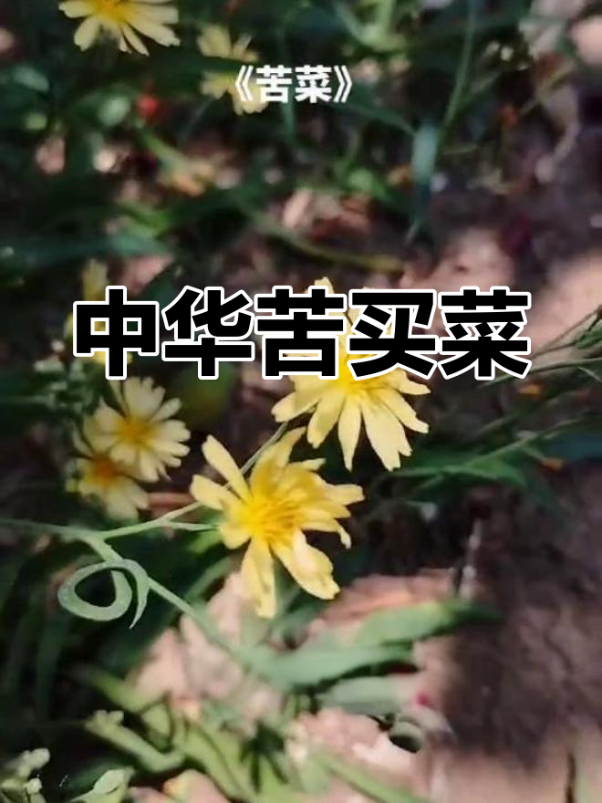 山东人最爱的苦菜子