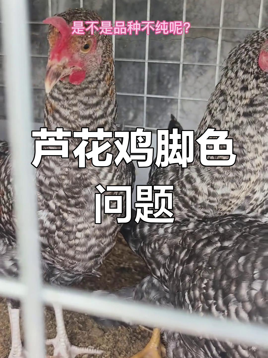 芦花鸡脚颜色有变,是品种不纯吗?