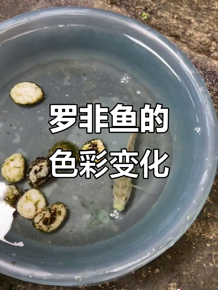 罗非鱼变色大变身，今天又换了新颜色！