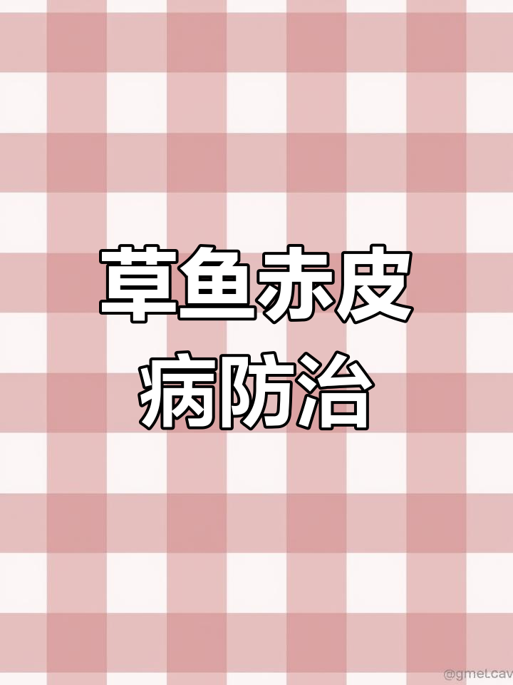 赤皮病:淡水鱼常见病害解析