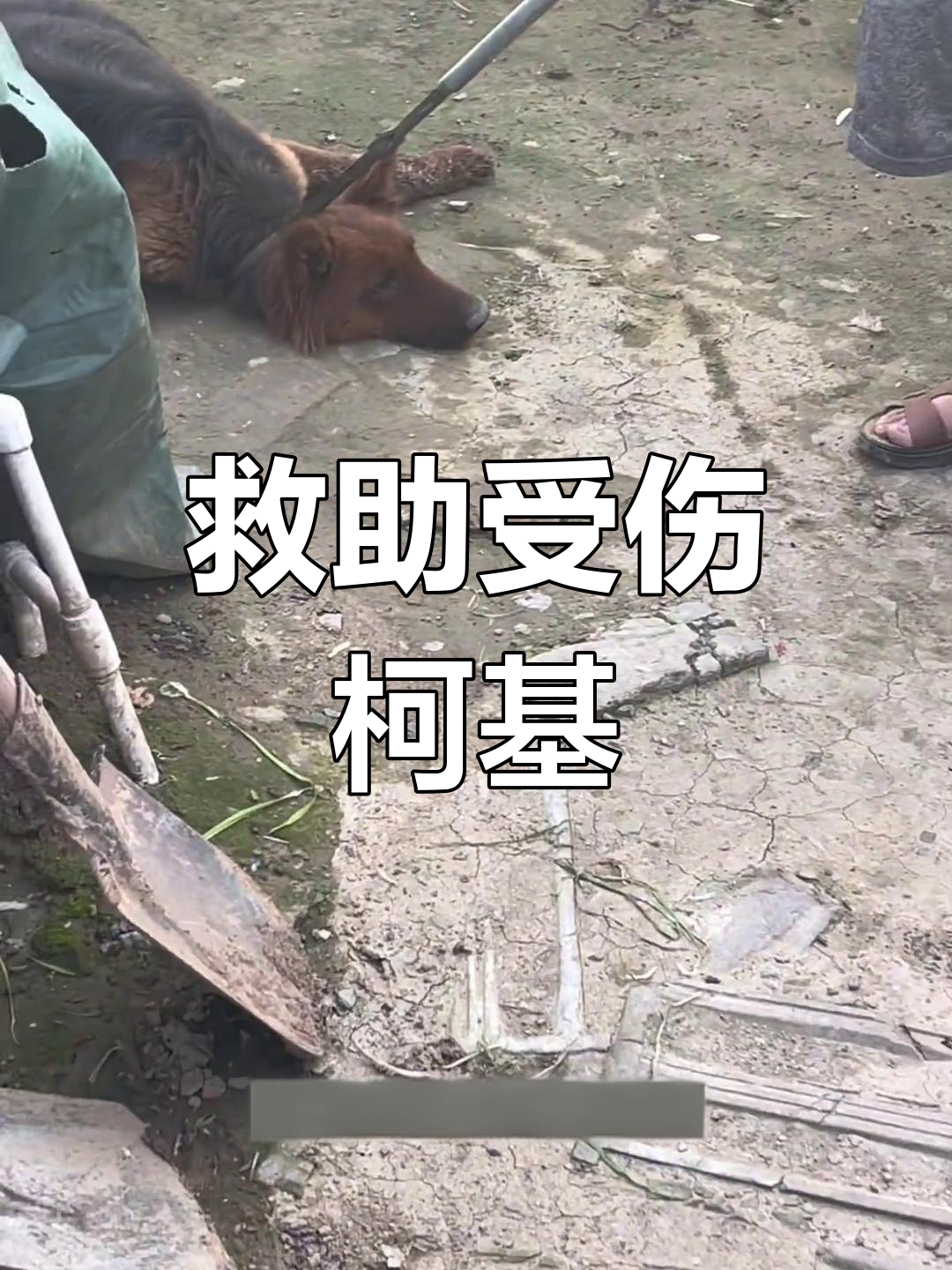 买下柯基救命,狗肉店老板的惊险交易