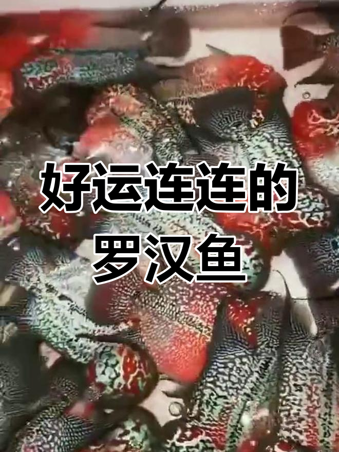 鸿运当头,好运连连!罗汉鱼带来满满正能量