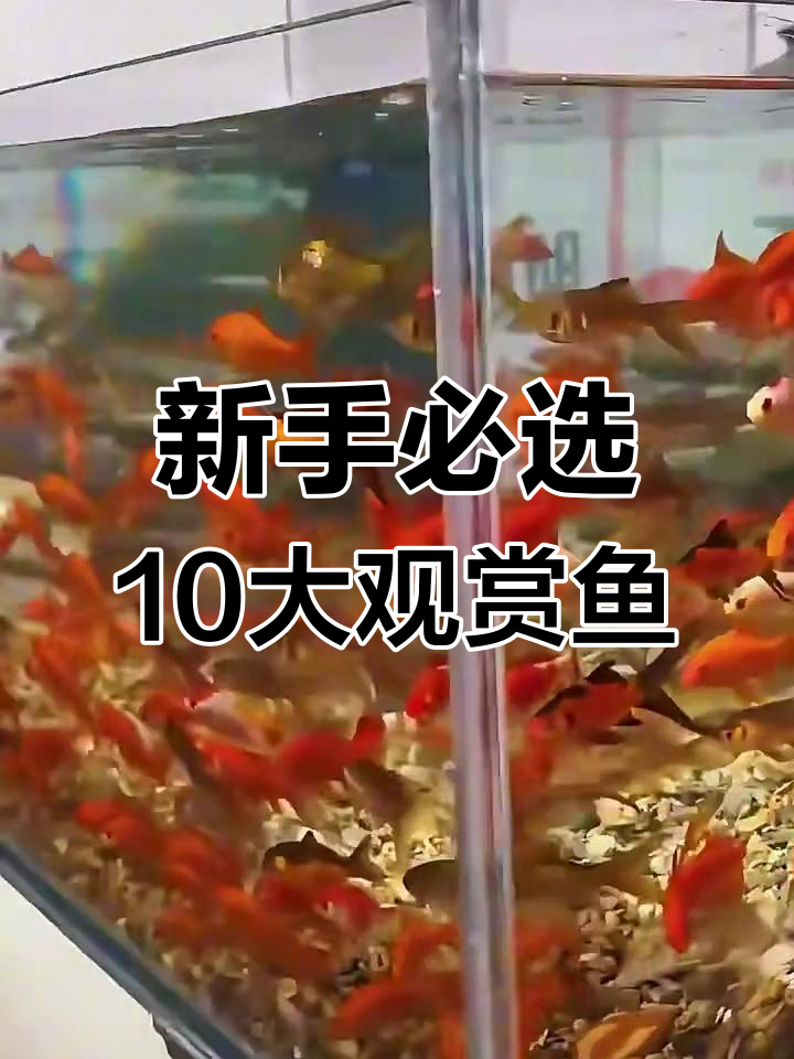 适合新手的十大观赏鱼,皮实好养又美丽