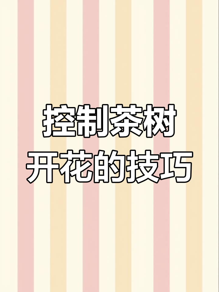 茶树开花结籽严重?这样管理效果翻倍