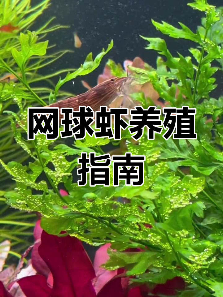 网球虾的捕食技巧与饲养要点,竹子纹理超有趣