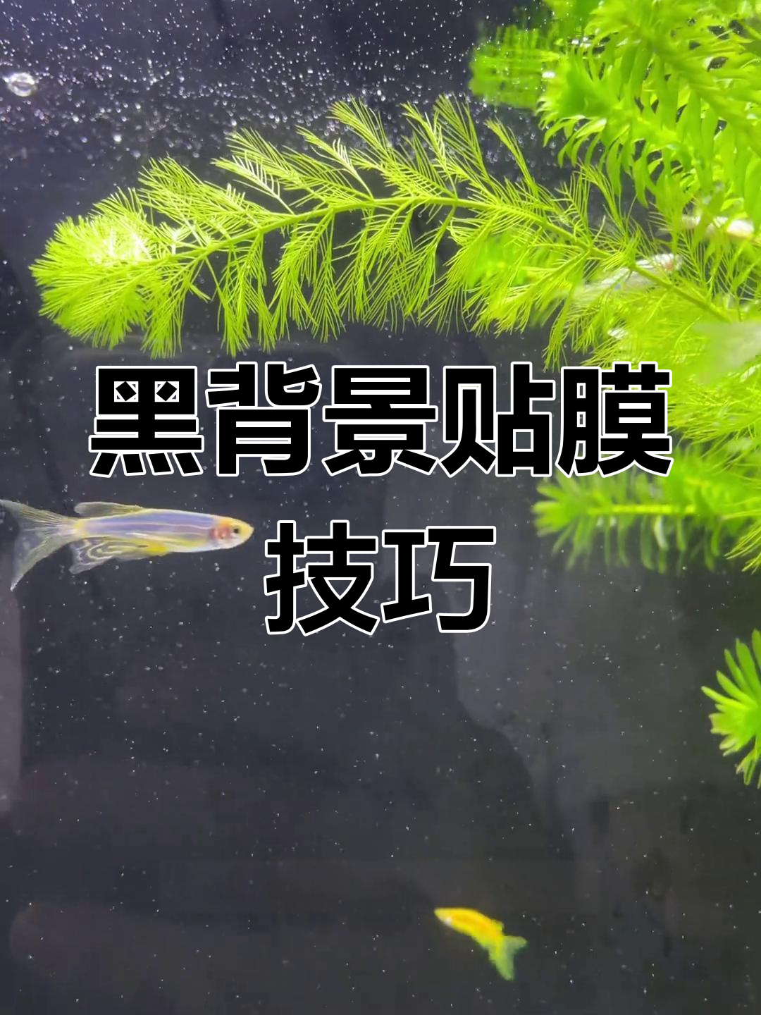 给鱼缸贴黑背景,加水轻松移动,超简单!