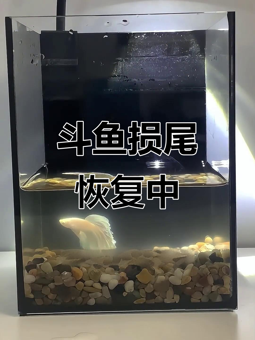 新斗鱼恢复迅速,尾巴逐渐好转,竟然开始吃食了