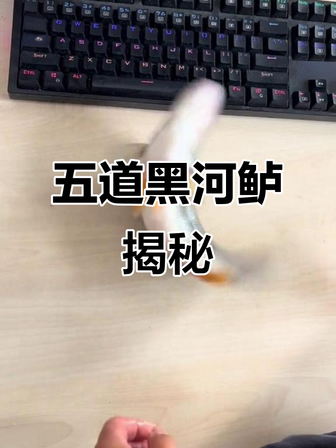 河鲈五道黑:新疆东北原生鱼,味道鲜美又硬朗