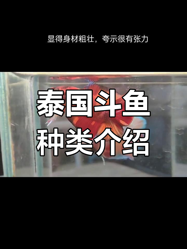 泰国斗鱼品种解析:半月、将军与狮王