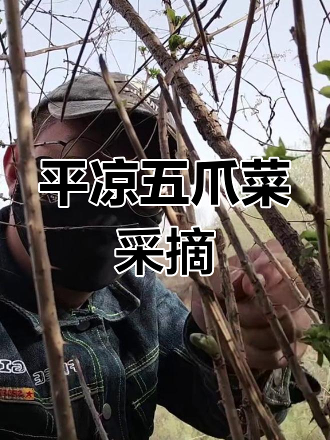 春天味道大揭秘!平凉五爪菜采摘之旅