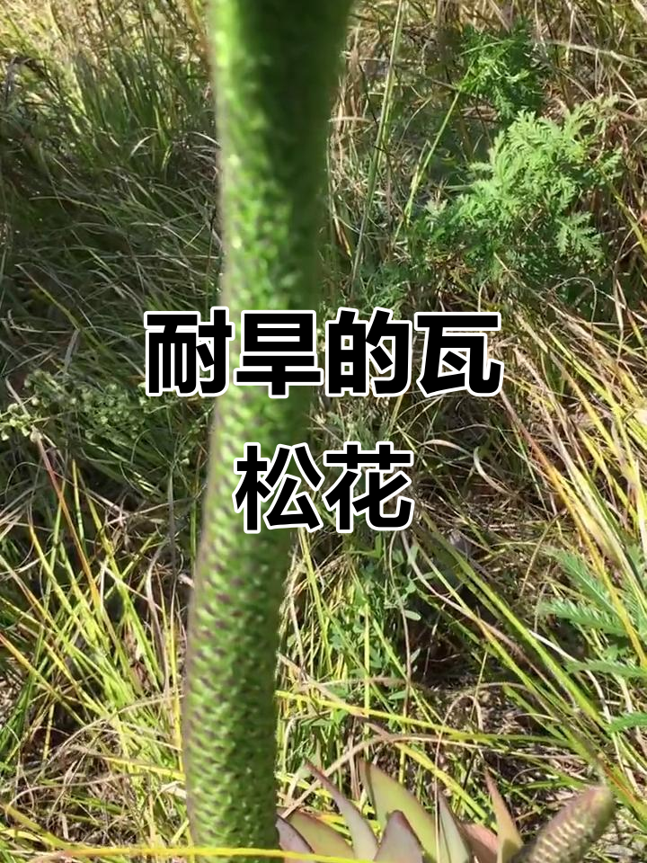 瓦松:从干旱中绽放的生命之歌