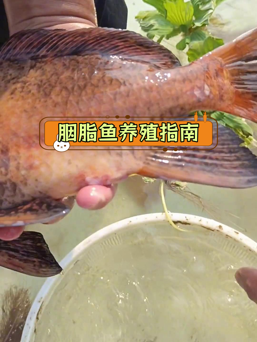 一帆风顺鱼:珍贵食用鱼类,适应性强