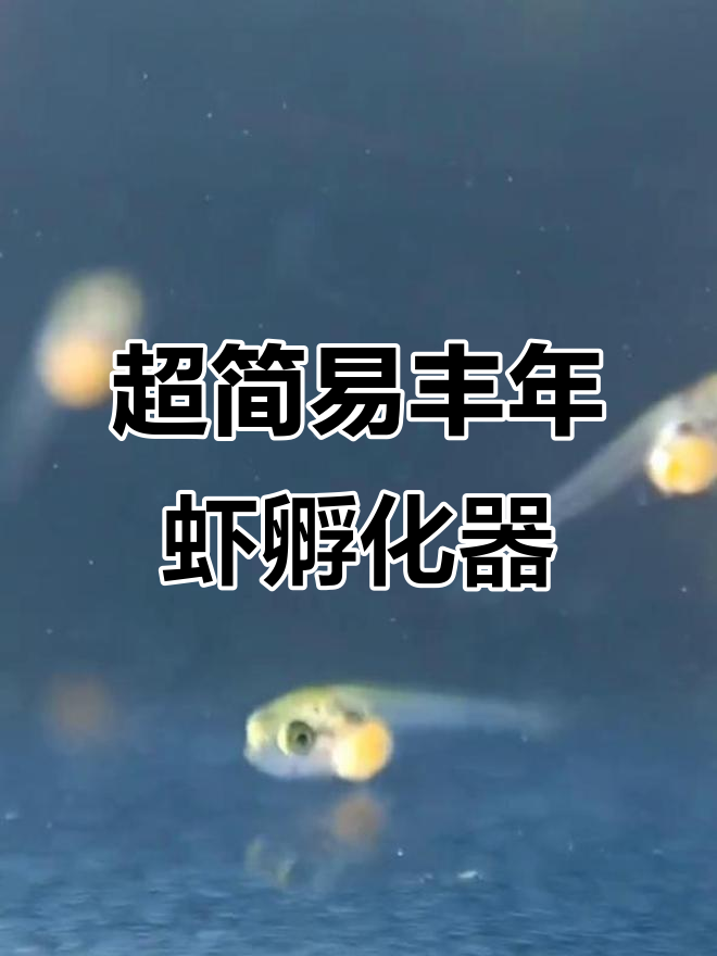 宿舍丰年虾孵化神器,零成本超简单