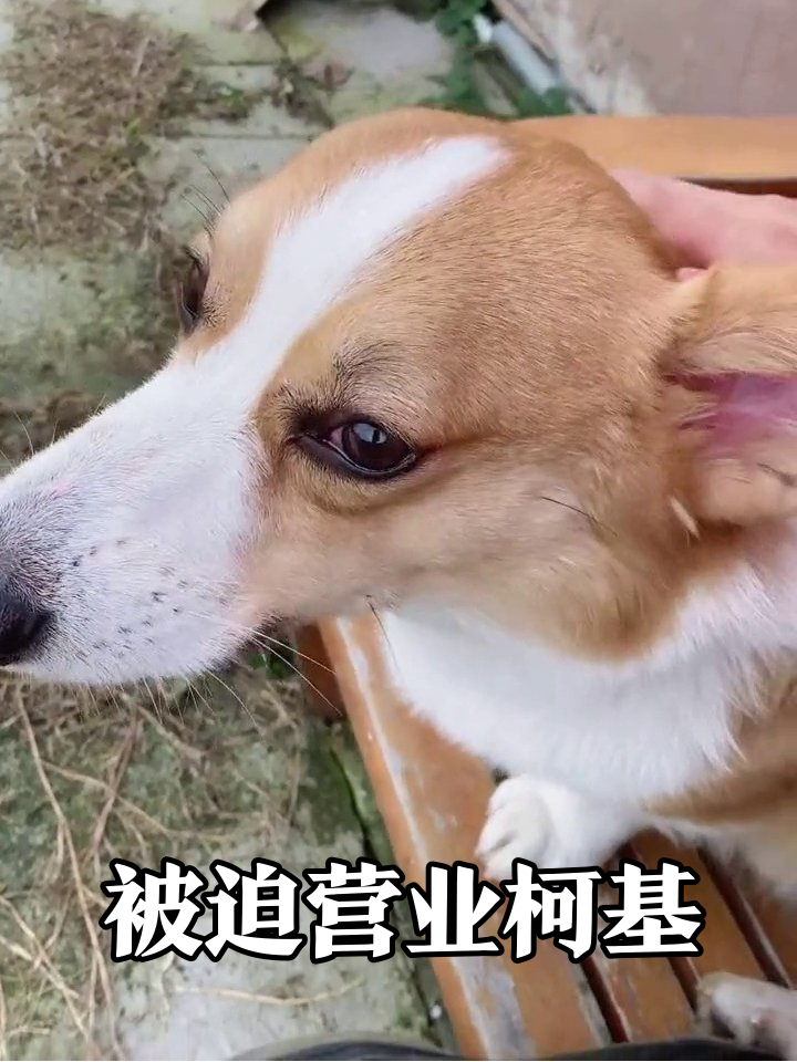 柯基被迫营业吐槽铲屎官:摆弄项链还勒出表情包?