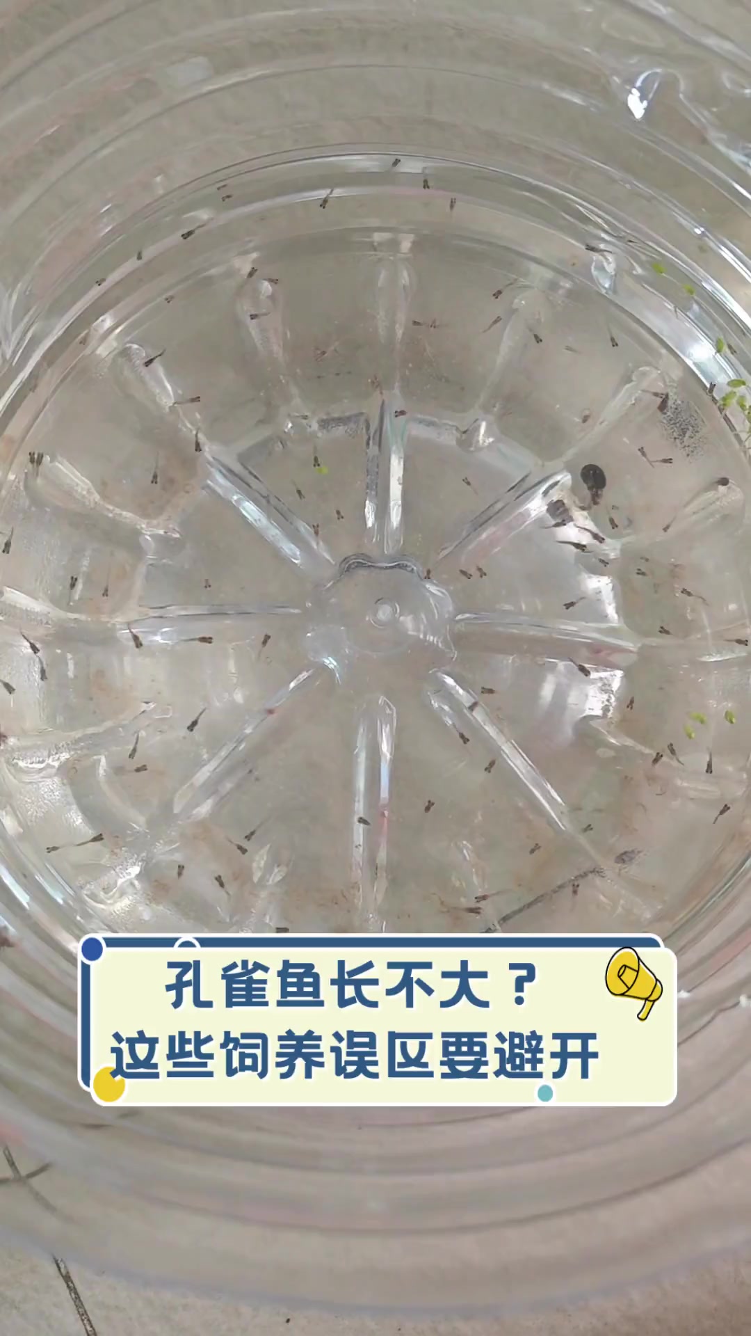 孔雀鱼长不大?这些饲养误区要避开