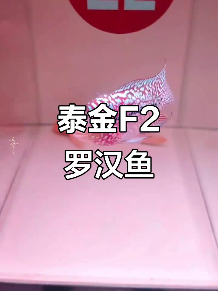 泰金F2罗汉鱼：热带观赏鱼的魅力与挑战