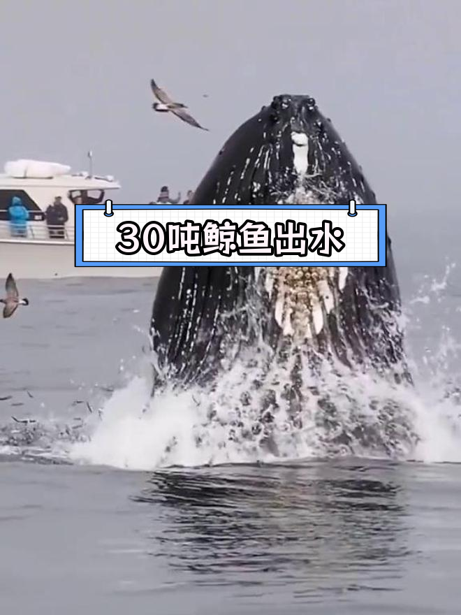 罕见鲸鱼跃水捕食画面,震撼全场
