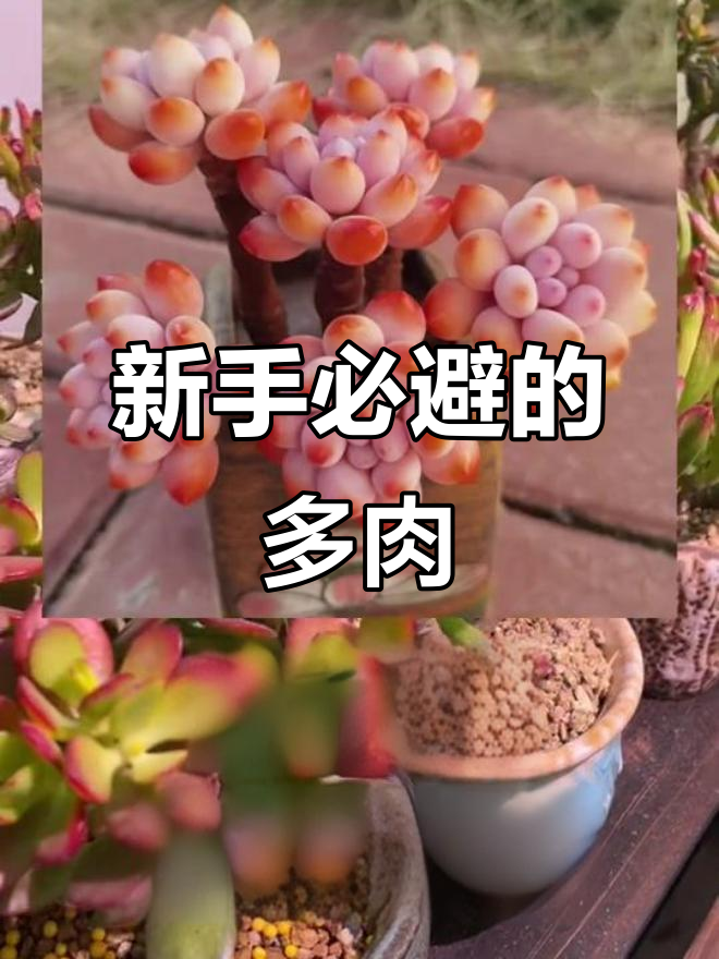 新手别碰的十大最难养多肉,看看你中招了吗?