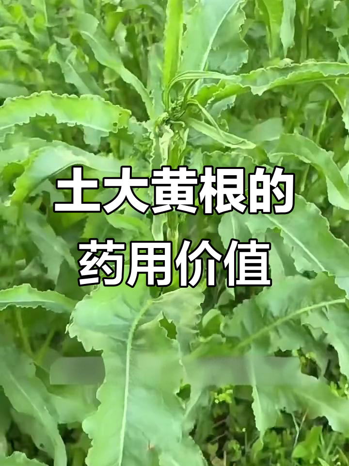 洋铁叶子:野菠菜的神奇功效,消炎去火全靠它