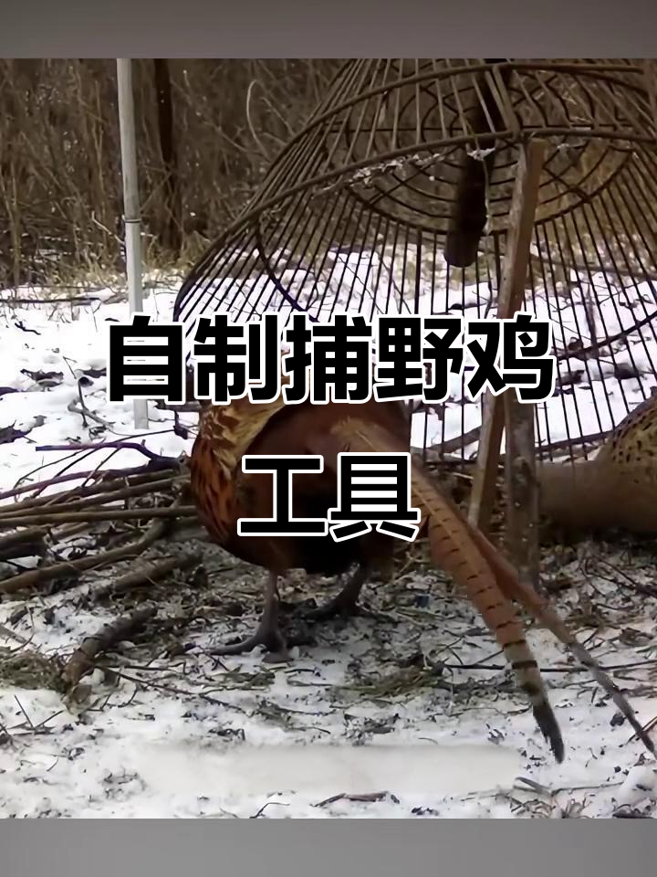 男子自制抓野鸡神器,轻松捕获两只傻乎乎的小鸟