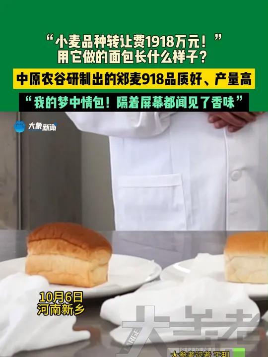 10月6日,河南新乡。“小麦品种转让费1918万元!”用它做的面包长什么样子?中原农谷研制