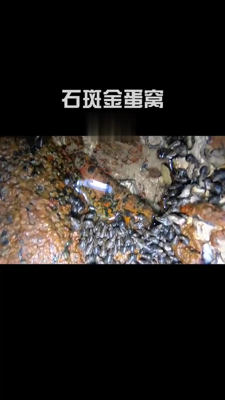 赶海竟发现比头还大的“金蛋”，还有一群名贵石斑鱼，发财了