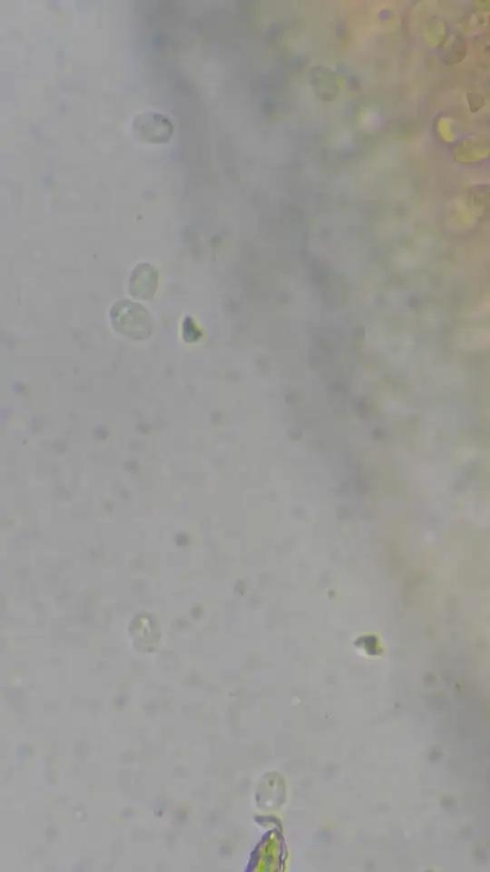 显微镜 BM2000 波豆虫 鳜鱼 桂花鱼