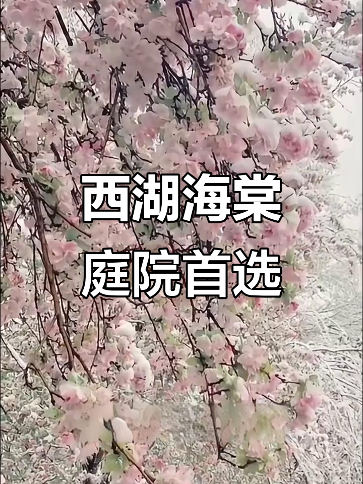 西湖海棠:既观花又结果,耐寒抗旱四季常绿