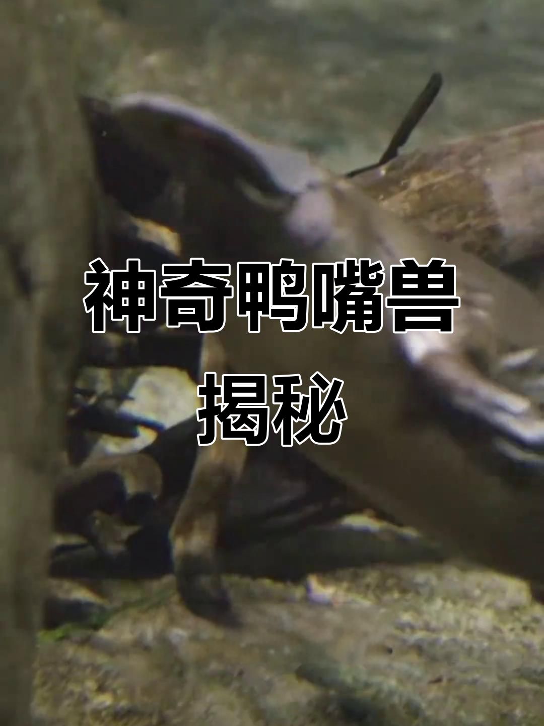 鸭嘴兽:身体部件拼凑而成,进化论的奇葩案例