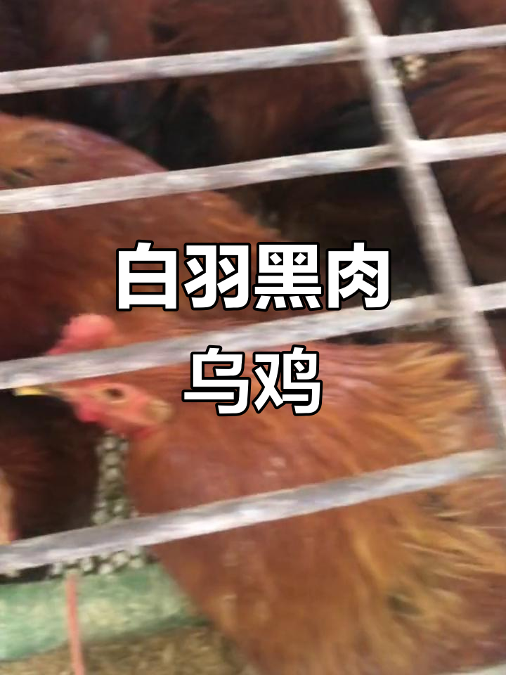 乌鸡白凤丸:毛色雪白,肉质黑亮,滋补佳品来袭