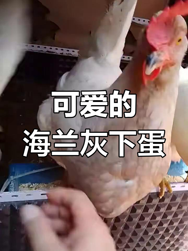 海兰灰下蛋,小家伙们太可爱了