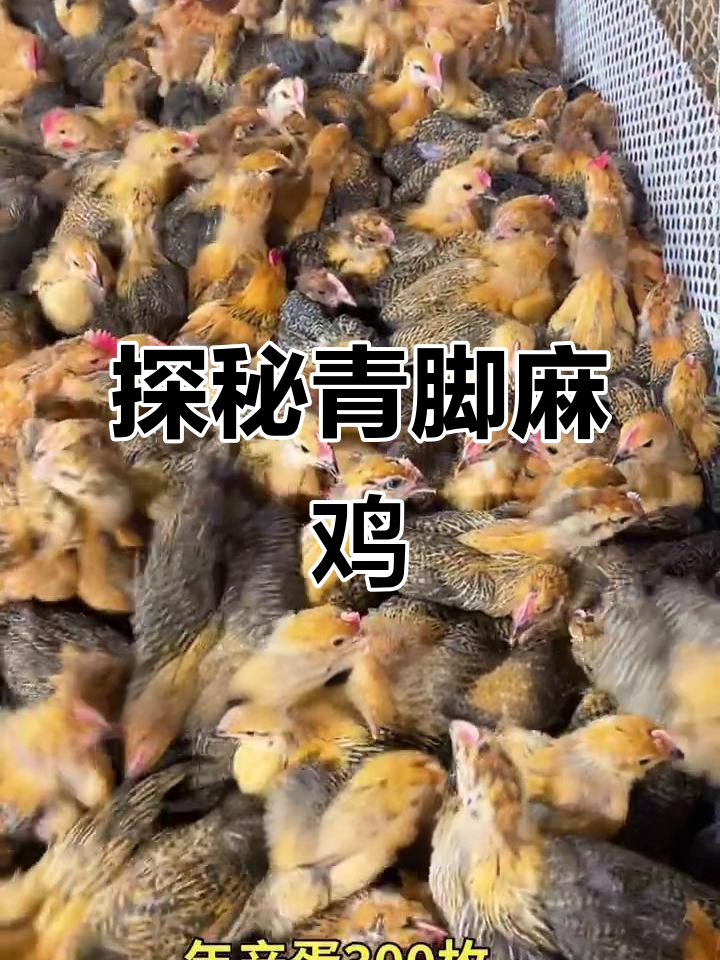 青脚麻鸡：了解这种独特品种的特点与优势