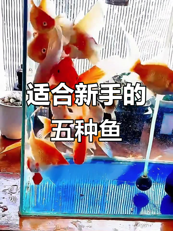 新手养鱼必看!五种最适合的入门品种,轻松上手