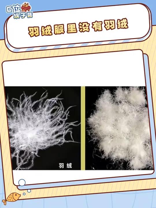 怪不得今年业内都说买羽绒服要谨慎 羽绒服 填充物 套路 到底什么是真的