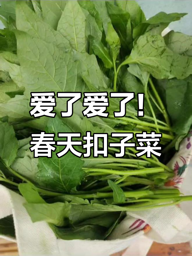 2025年春天第一道扣子菜,绿色天然爱不释手