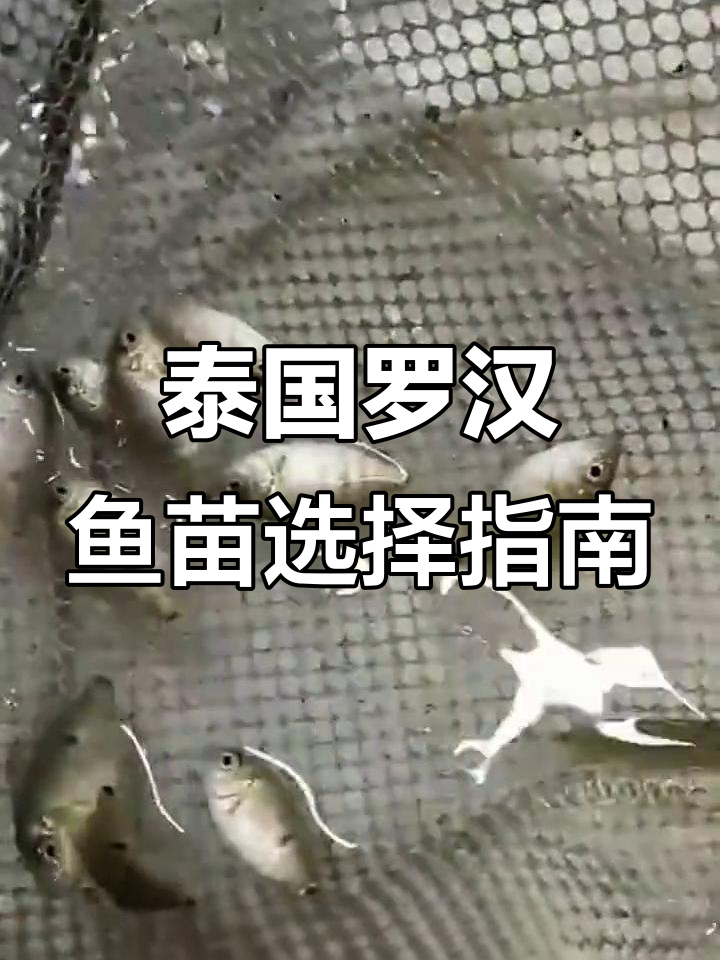 泰国罗汉鱼苗品种解析：红马、幻彩与古典的优缺点对比