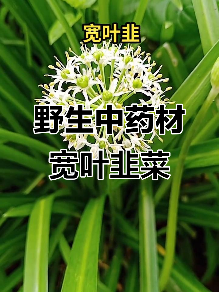 宽叶韭菜的神奇功效,金属吞入也能轻松解决