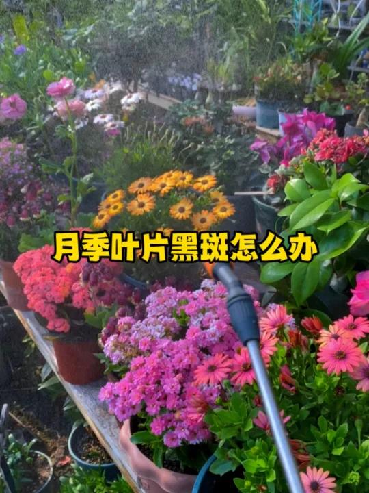 月季叶片黑斑怎么办