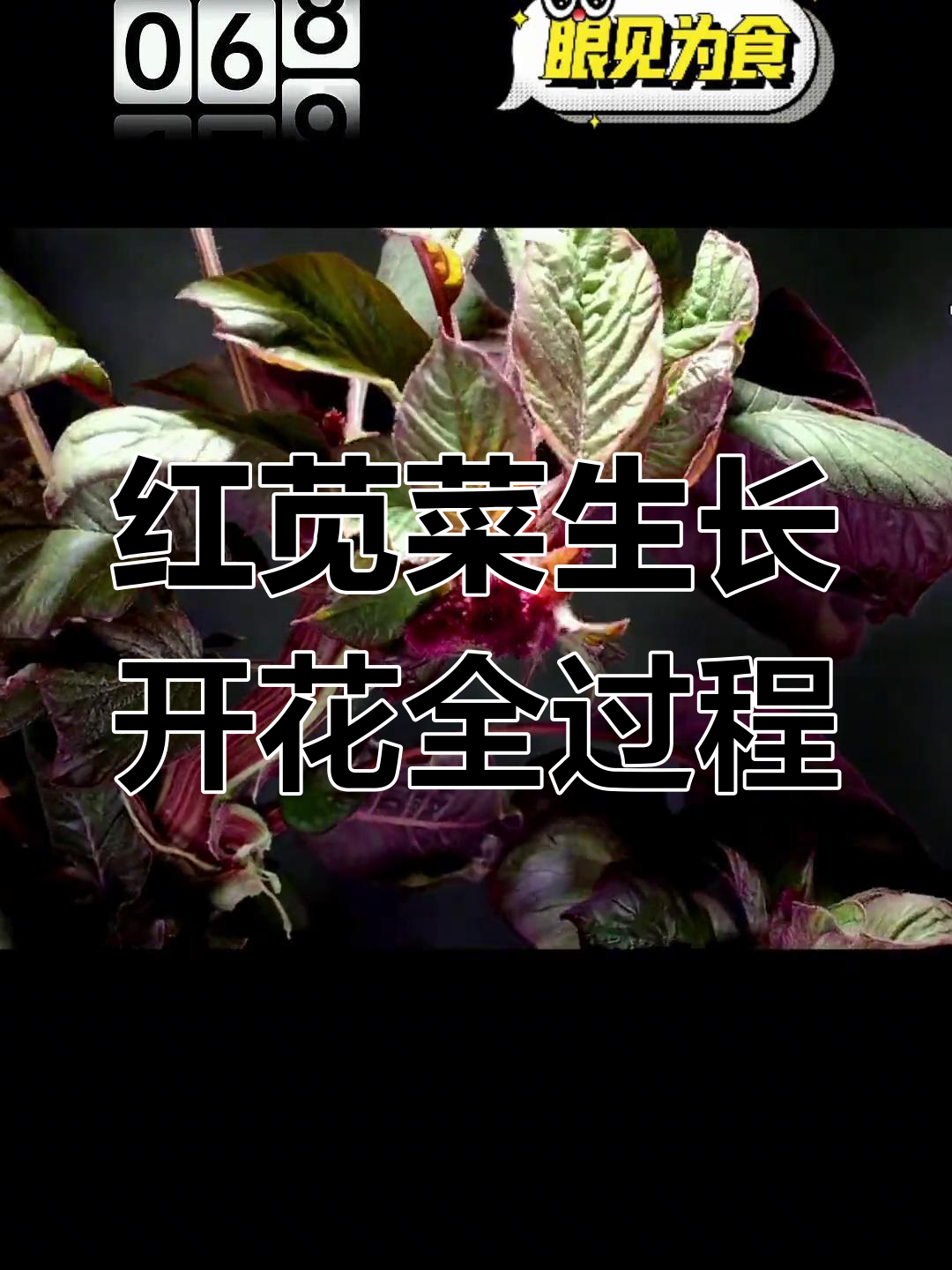 99天见证红苋菜从播种到开花的全程成长