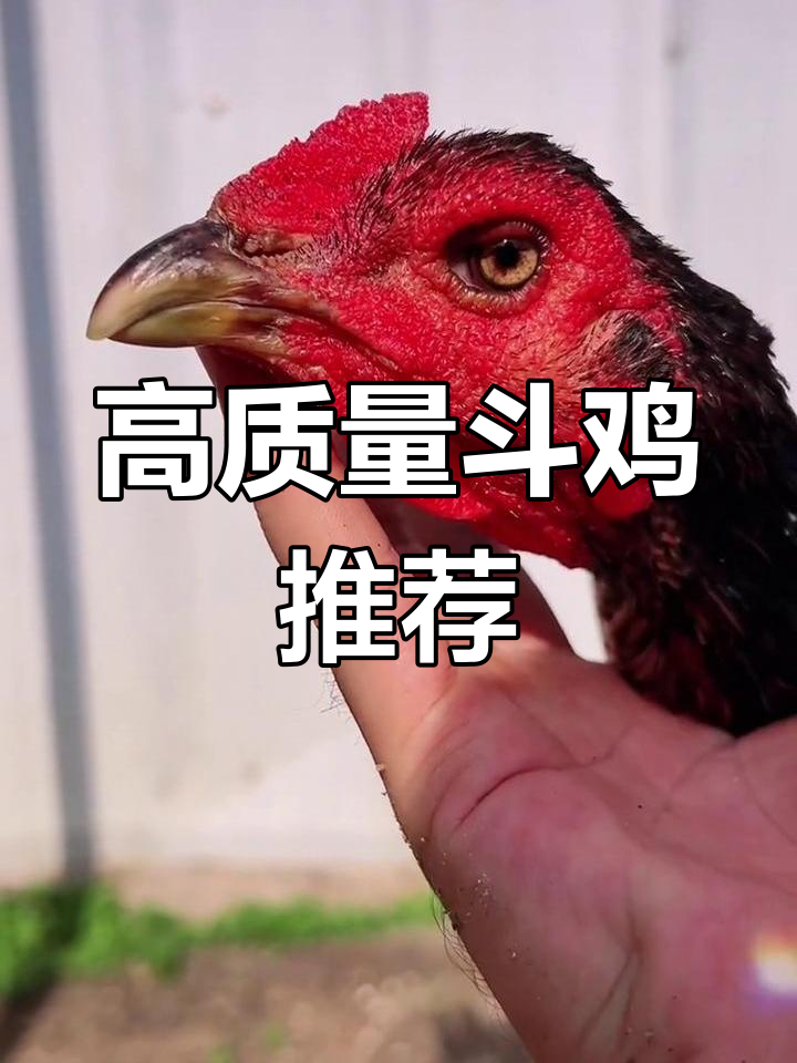 越南母鸡打背技巧大揭秘