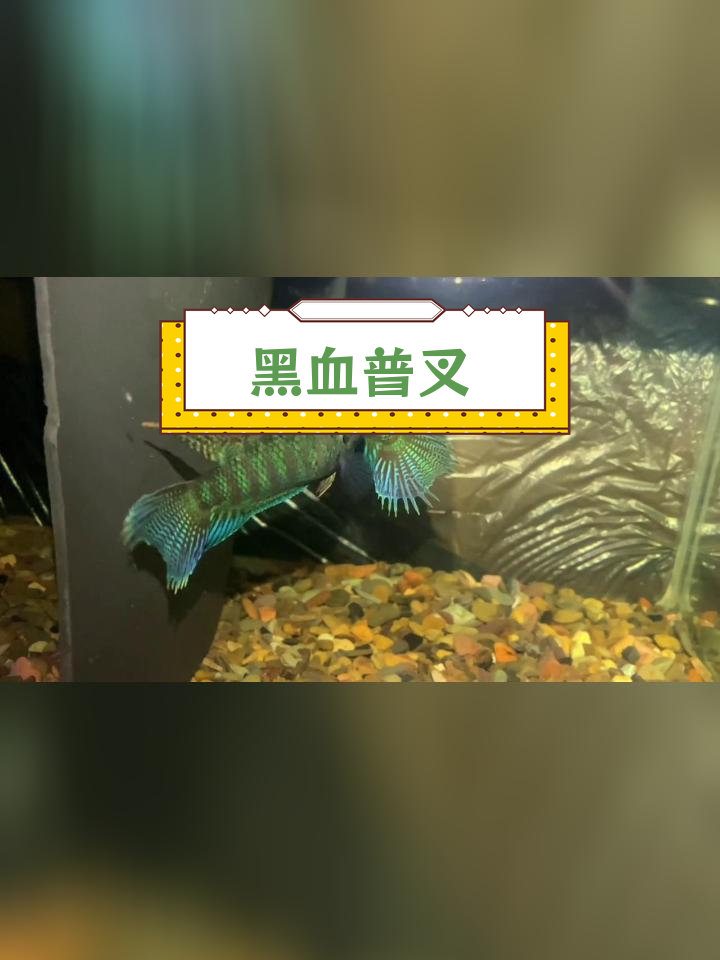 黑血普叉斗鱼品种介绍