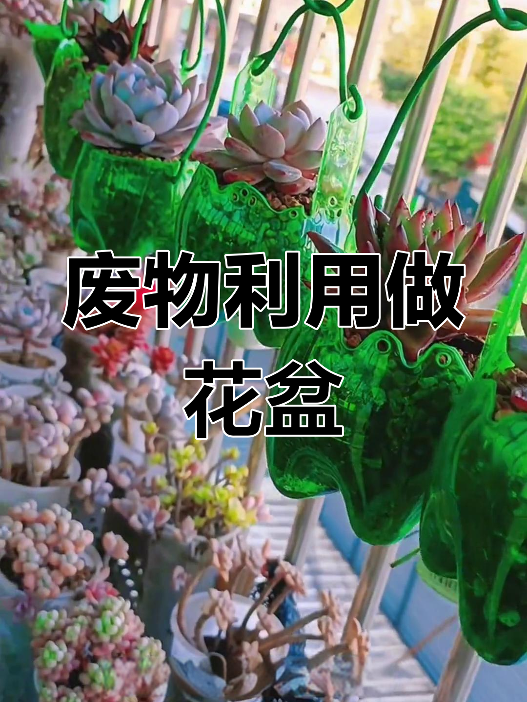 废饮料瓶变花盆,多肉种植新创意