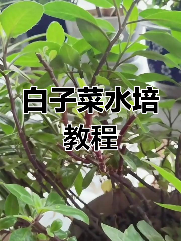白紫菜水培技巧:从叶子到根系的完美转变