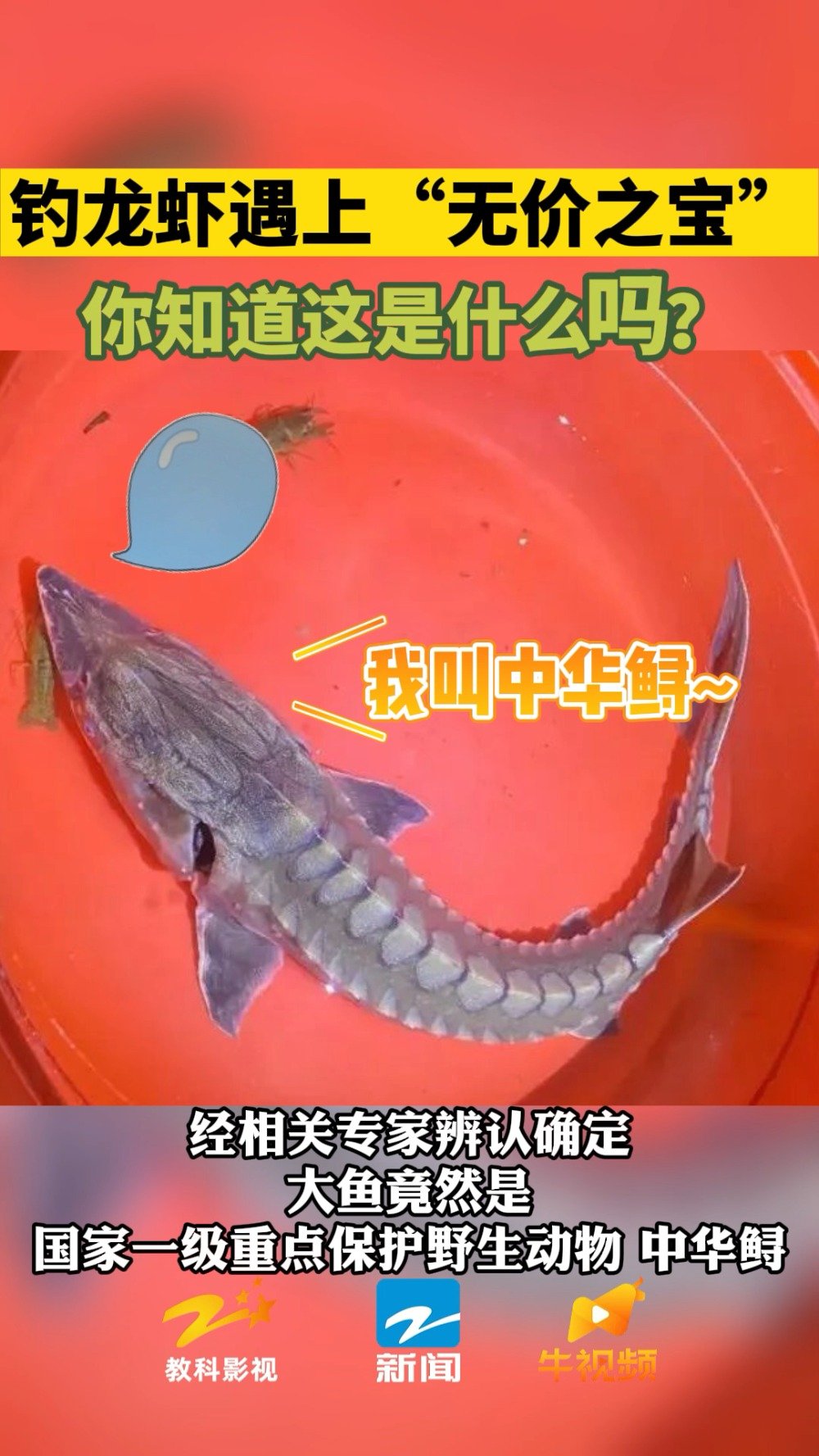 「好家伙!大伯钓龙虾时捡到中华鲟」4月29日下午6点多,浙江嘉兴海盐,报警群众邓大伯傍晚在