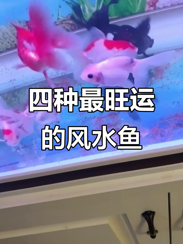 风水鱼的选择:四大招财利器,助你事业财运双丰收
