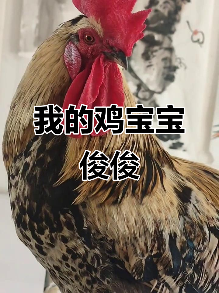 俊俊,我的可爱鸡宝宝