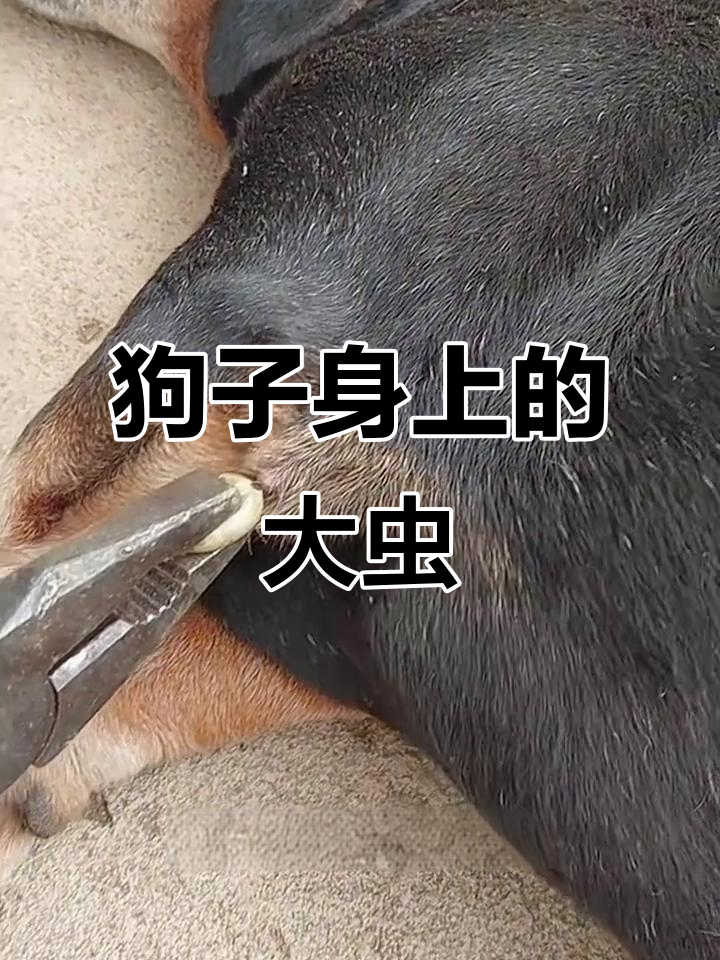 小狗身上发现奇怪肉疙瘩,竟然是一只超胖的虫子!